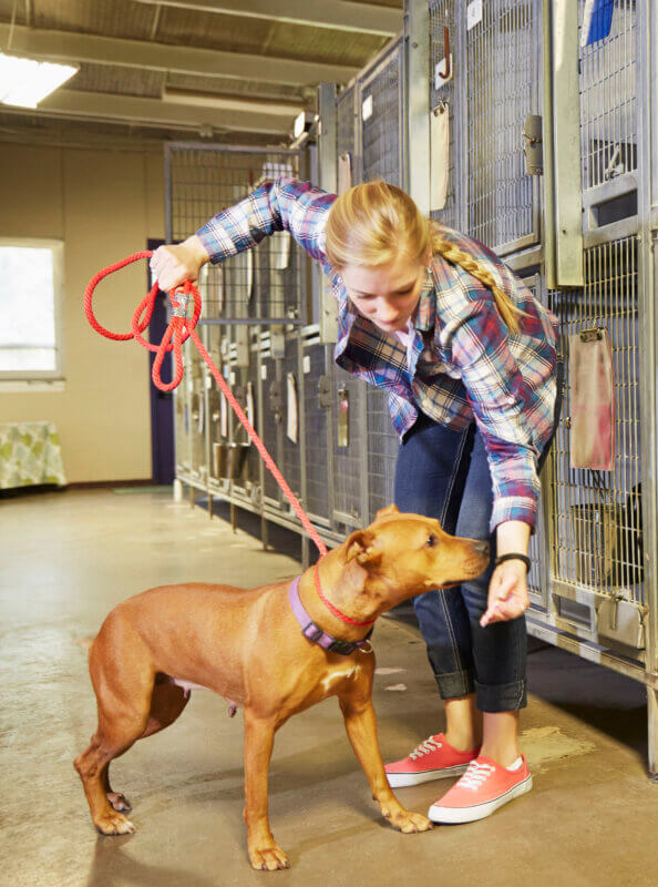 high risk dog boarding new glarus wi