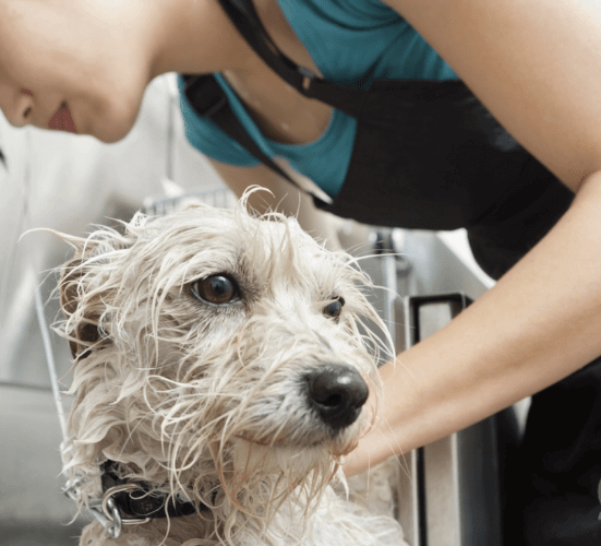 high risk dog grooming